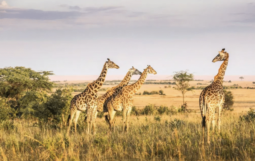 Kenyan Wildlife Explorer - Solo Travellers Special - Various 2026 / 2027 Dates