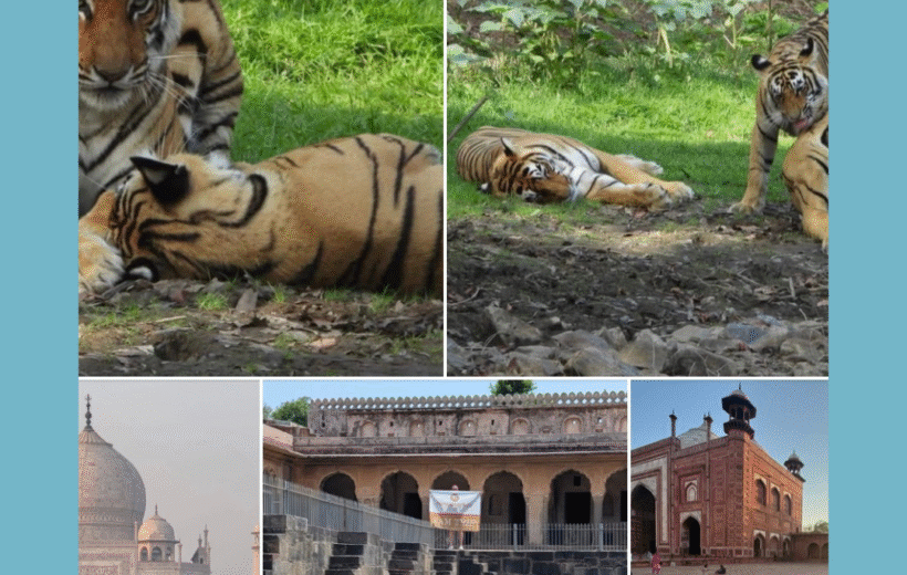 India - Tigers & The Taj Mahal - 11days 2026 - 2027 dates