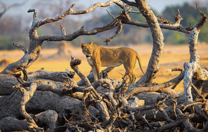 𝐔𝐥𝐭𝐢𝐦𝐚𝐭𝐞 𝐒𝐚𝐟𝐚𝐫𝐢 – 𝐁𝐨𝐭𝐬𝐰𝐚𝐧𝐚, 𝐕𝐢𝐜𝐭𝐨𝐫𝐢𝐚 𝐅𝐚𝐥𝐥𝐬 & 𝐙𝐢𝐦𝐛𝐚𝐛𝐰𝐞 - 2026 - 2027 - 2028 dates available