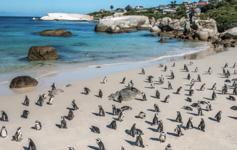 South Africa & Victoria Falls 26 & 27