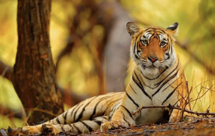 I𝐧𝐝𝐢𝐚’𝐬 𝐆𝐨𝐥𝐝𝐞𝐧 𝐓𝐫𝐢𝐚𝐧𝐠𝐥𝐞, 𝐓𝐢𝐠𝐞𝐫𝐬 𝐚𝐧𝐝 𝐀𝐦𝐫𝐢𝐭𝐬𝐚𝐫’𝐬 𝐆𝐨𝐥𝐝𝐞𝐧 𝐓𝐞𝐦𝐩𝐥𝐞 - 𝐄𝐱𝐜𝐥𝐮𝐬𝐢𝐯𝐞𝐥𝐲 𝐒𝐨𝐥𝐨𝐬 2028 Early booking  from 2696pp