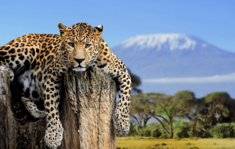 𝐎𝐧 𝐒𝐚𝐟𝐚𝐫𝐢 𝐢𝐧 𝐁𝐨𝐭𝐬𝐰𝐚𝐧𝐚 - 𝐂𝐡𝐨𝐛𝐞 𝐍𝐚𝐭𝐢𝐨𝐧𝐚𝐥 𝐏𝐚𝐫𝐤 - 2026/2027/2028