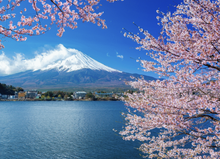 Mount Fuji Explorer, Springtime in Japan & Princess Cruises Asia Voyage  - From only 2999